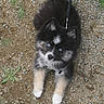 puppy, dog, husky, black_and_white, blue_eyes, fluffy, outdoor, gravel, path, ground, leash, collar, portrait, looking_up, standing, animal, pet, fur, cute, front_view