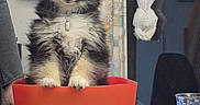 Youki participe au concours pour gagner de l'argent avec cette photo : puppy, dog, pet, fluffy, black_and_white, small_dog, standing, bowl, red_bowl, table, indoor, home, curtains, window, lace_curtain, glass, books, remote_control, portrait, cute
