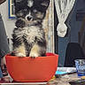 puppy, dog, pet, fluffy, black_and_white, small_dog, standing, bowl, red_bowl, table, indoor, home, curtains, window, lace_curtain, glass, books, remote_control, portrait, cute