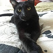 Taz joined the competition — help win amazing prizes! animal, bed, bedspread, black_cat, cat, cozy, crossed_paws, cute, domestic, feline, fur, headboard, indoor, pet, pillow, portrait, relaxed, resting, whiskers, yellow_eyes