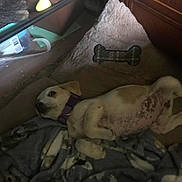 Mia is registered to the contest to win money with this photo: dog, pet, collar, bed, blanket, indoor, animal, resting, cozy, furniture, brown, white, spotted, sleeping, relaxed, canine, floor, toy, purple_collar, quiet