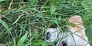 Mia joined the competition — help win amazing prizes! dog, grass, greenery, leaf, outdoor, nature, animal, pet, curious, eye, snout, blue_object, plants, closeup, playful, wild, camouflage, summer, daylight, adventure