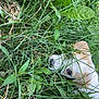 dog, grass, greenery, leaf, outdoor, nature, animal, pet, curious, eye, snout, blue_object, plants, closeup, playful, wild, camouflage, summer, daylight, adventure
