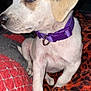 Mia joined the competition — help win amazing prizes! puppy, dog, collar, purple_collar, blanket, patterned_blanket, fur, pet, animal, cute, young_dog, sitting, indoor, close_up, face_profile, brown_and_white, soft_texture, cozy, resting, curious