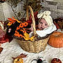 baby, basket, pumpkin, autumn_leaves, turban, orange_clothing, black_polka_dots, wicker, decor, spider_toy, fall, cute, infant, white_blanket, seasonal, holiday, portrait, indoor, child, costume