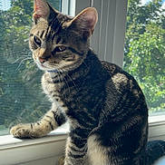 Smokey is registered to the contest to win money with this photo: animal, cat, curious, daylight, domestic_cat, ears, feline, greenery, indoor, nature, outdoor_view, pets, relaxed, sitting, striped_fur, sunlight, tabby, whiskers, window, windowsill
