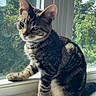animal, cat, curious, daylight, domestic_cat, ears, feline, greenery, indoor, nature, outdoor_view, pets, relaxed, sitting, striped_fur, sunlight, tabby, whiskers, window, windowsill