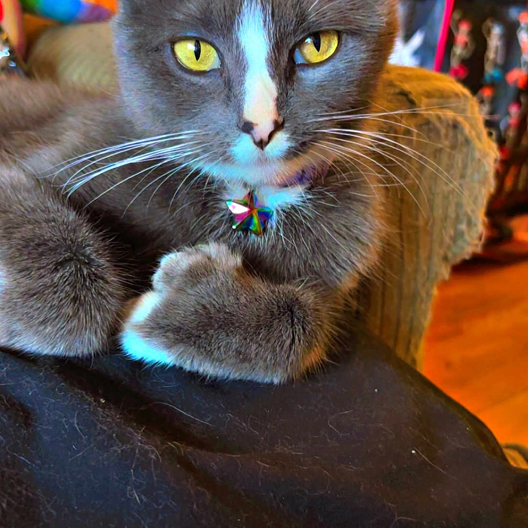 Bella is registered to the contest to win money with this photo: abyssinian, accessories, animal, blackcat, bodypart, cat, chair, couch, furniture, hardwood, indoors, kitten, manx, mouth, person, pet, siamese, strap, toy, wood