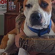Roscoe joined the competition — help win amazing prizes! dog, canine, pet, indoor, person, camo_clothing, blue_collar, furniture, cabinet, cans, brown_and_white_dog, holding, sitting, close_up, animal, companion, calm, household, portrait, domestic