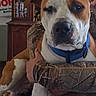 dog, canine, pet, indoor, person, camo_clothing, blue_collar, furniture, cabinet, cans, brown_and_white_dog, holding, sitting, close_up, animal, companion, calm, household, portrait, domestic