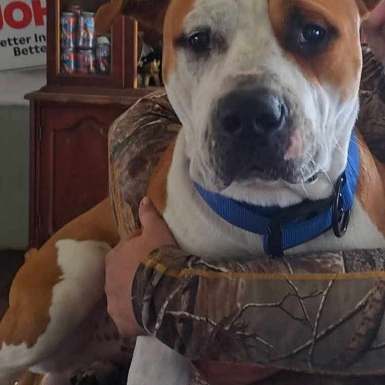 Roscoe