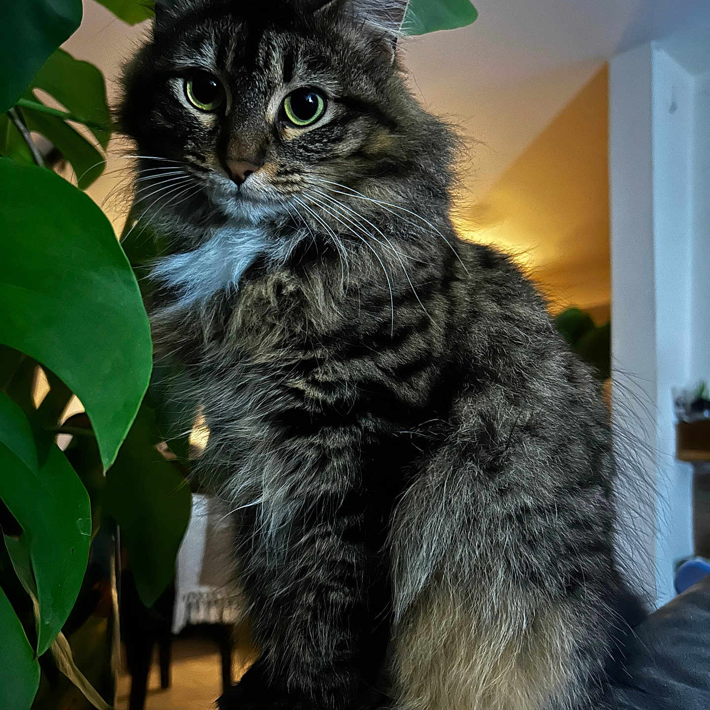 Petroushka a rejoint le concours — aidez-le/la à gagner de superbes lots ! abyssinian, angora, animal, architecture, blackcat, building, cat, chair, couch, furniture, hardwood, indoors, kitten, livingroom, manx, pet, room, wood