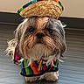 dog, small_dog, costume, sombrero, colorful_clothing, pet, indoor, floor, fur, portrait, cute, animal, looking_at_camera, standing, adorable, shih_tzu, clothing, hat, domestic_animal, brown_fur