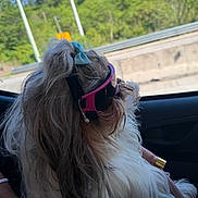 Coco joined the competition — help win amazing prizes! dog, pet, car, window, goggles, bow, fur, leash, greenery, road, daylight, travel, side_view, long_hair, cute, animal, companion, outdoor_view, relaxing, transportation