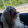 dog, pet, car, window, goggles, bow, fur, leash, greenery, road, daylight, travel, side_view, long_hair, cute, animal, companion, outdoor_view, relaxing, transportation