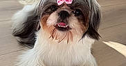 Coco is registered to the contest to win money with this photo: adorable, animal, bow, cute, dog, domestic_animal, ears, face, fluffy, fur, house, indoor, lying_down, pet, playful, shih_tzu, small_dog, smiling, tongue, wooden_floor