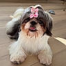 Coco is registered to the contest to win money with this photo: dog, shih_tzu, bow, pet, cute, fluffy, indoor, wooden_floor, small_dog, animal, smiling, fur, face, tongue, ears, domestic_animal, lying_down, adorable, playful, house