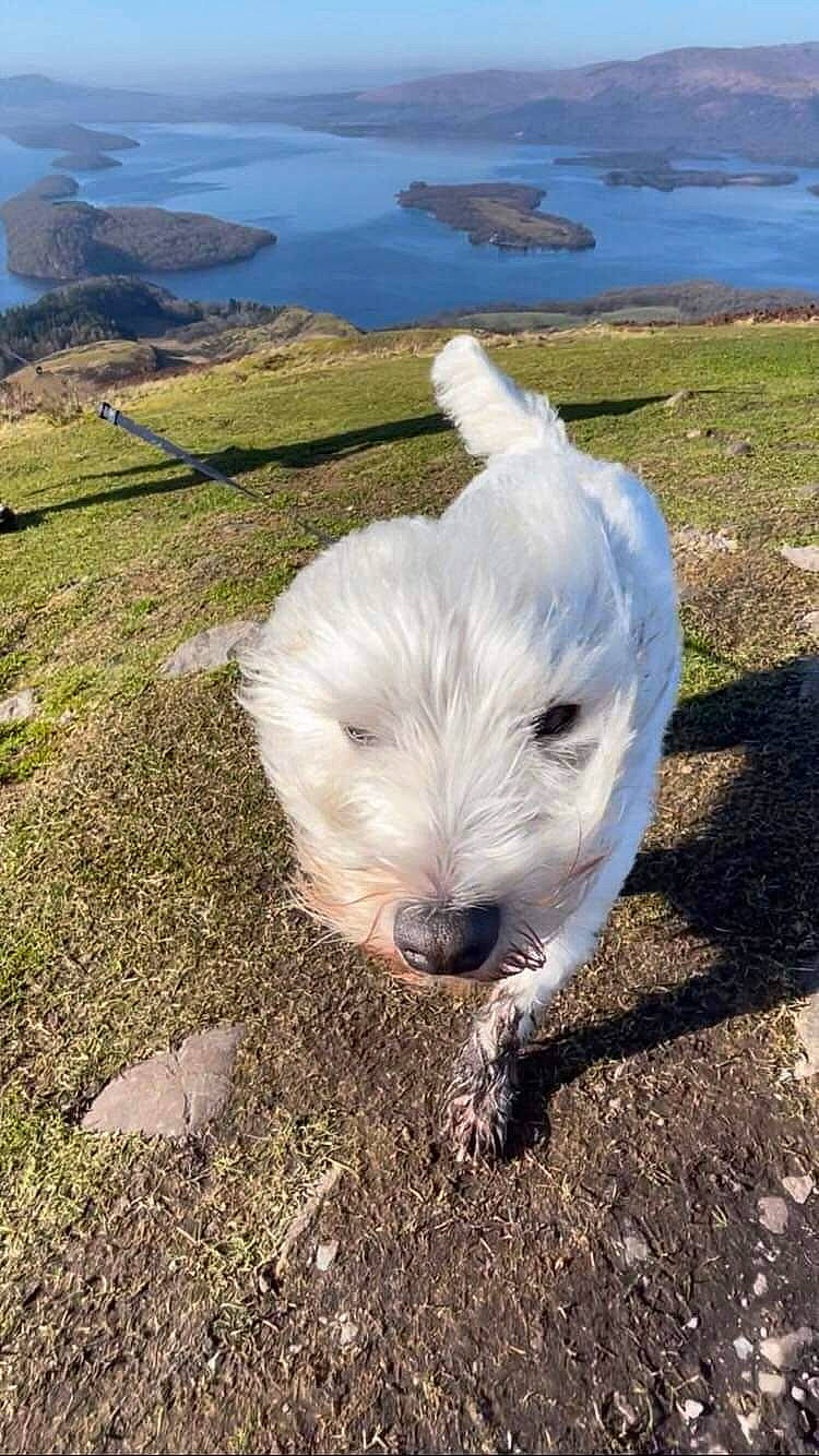 Molly is registered to the contest to win money with this photo: canidae, dog_breed, domestic_rabbit, fur, grass, grassland, hill, lake, lake_district, landscape, livestock, pasture, rabbits_and_hares, rock, snout, soil, sporting_group, vegetable, water, wildlife