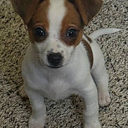Lil Brother joined the competition — help win amazing prizes! adorable, animal, brown_and_white, carpet, close_up, cute, dog, ears, floor, four_legs, fur, indoor, looking_up, pet, puppy, sitting, small_dog, tail, whiskers, young_dog