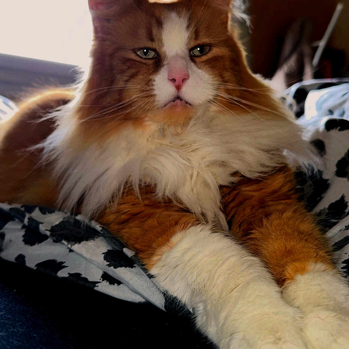 Tobby a rejoint le concours — aidez-le/la à gagner de superbes lots ! animal, blanket, cat, closeup, cozy, cute, feline, fluffy, fur, indoor, light, orange, paws, pet, portrait, relaxed, resting, whiskers, white, window