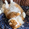 Tobby a rejoint le concours — aidez-le/la à gagner de superbes lots ! animal, blanket, blue_blanket, cat, comfort, couch, cozy, cute, feline, floral_pattern, fluffy_cat, home, indoor, leather_couch, orange_cat, pet, relaxed, resting, sleeping_cat, white_cat