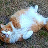 adorable, animal, cat, cute, domestic_cat, fluffy, fur, grass, lying_down, nature, orange_cat, outdoor, paws, pet, playful, relaxed, resting, tail, whiskers, white_cat