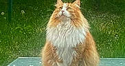 Tobby participe au concours pour gagner de l'argent avec cette photo : animal, calm, cat, domestic_cat, feline, fluffy_cat, garden, glass_table, grass, greenery, long_hair, looking_up, majestic, nature, orange_cat, outdoor, peaceful, pet, sitting, table