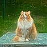 animal, calm, cat, domestic_cat, feline, fluffy_cat, garden, glass_table, grass, greenery, long_hair, looking_up, majestic, nature, orange_cat, outdoor, peaceful, pet, sitting, table