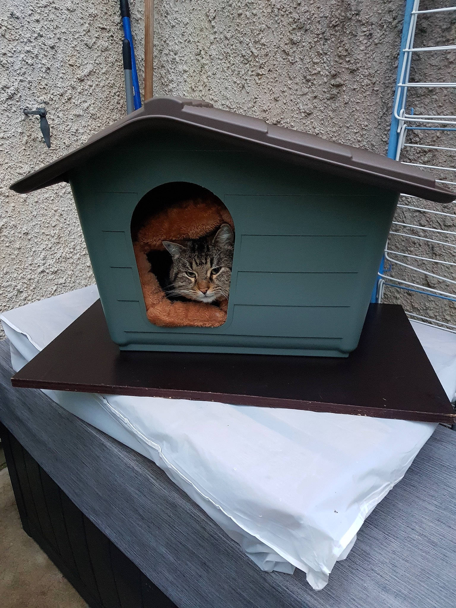 Grosse Tete a rejoint le concours — aidez-le/la à gagner de superbes lots ! bird_feeder, birdhouse, doghouse, house, kennel, pet_supply