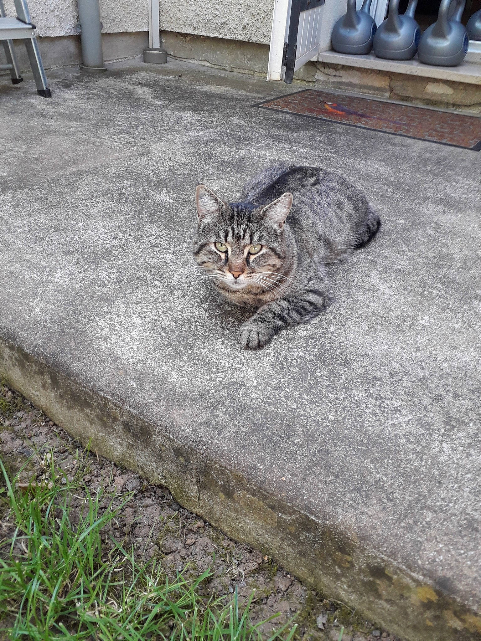 Grosse Tete a rejoint le concours — aidez-le/la à gagner de superbes lots ! asian, carnivore, cat, domestic_short_haired_cat, dragon_li, egyptian_mau, european_shorthair, felidae, floor, grass, polydactyl_cat, small_to_medium_sized_cats, tabby_cat, whiskers, wild_cat