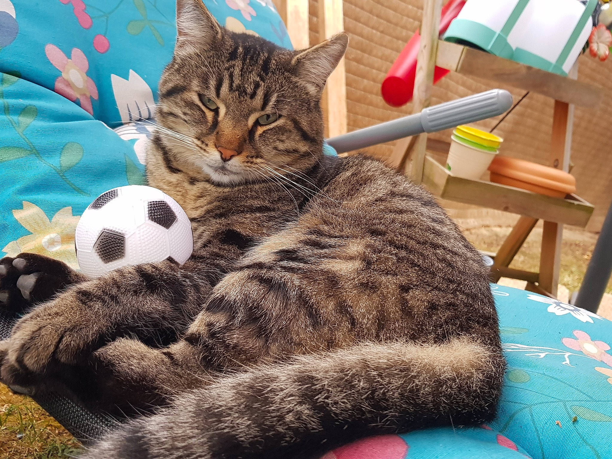 Grosse Tete a rejoint le concours — aidez-le/la à gagner de superbes lots ! american_shorthair, american_wirehair, asian, california_spangled, carnivore, cat, domestic_short_haired_cat, dragon_li, egyptian_mau, european_shorthair, felidae, fur, kitten, mammal, ocicat, pixie_bob, small_to_medium_sized_cats, tabby_cat, whiskers, wild_cat