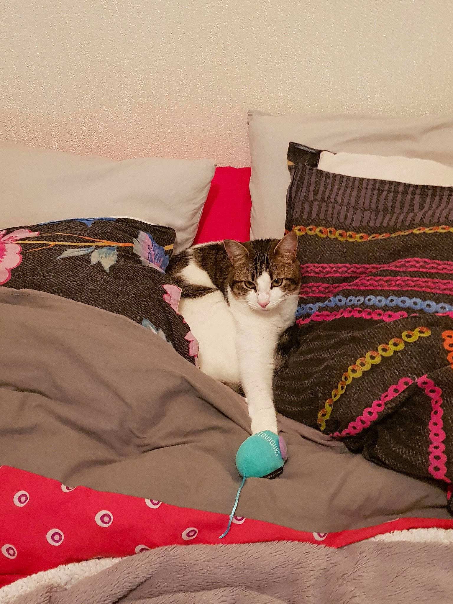 Pepito a rejoint le concours — aidez-le/la à gagner de superbes lots ! bed_sheet, carnivore, cat, domestic_short_haired_cat, fawn, felidae, kitten, linens, room, small_to_medium_sized_cats, tail, whiskers