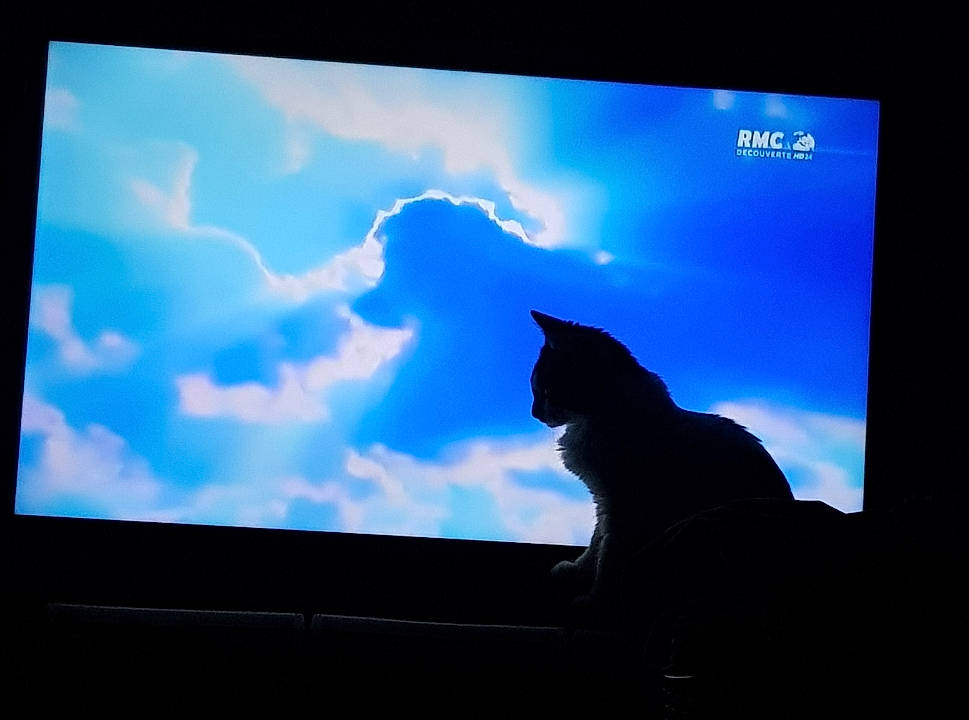 Pepito a rejoint le concours — aidez-le/la à gagner de superbes lots ! backlighting, cat, cloud, computer_monitor, display_device, electronic_device, felidae, flat_panel_display, led_backlit_lcd_display, media, meteorological_phenomenon, screen, silhouette, sky, small_to_medium_sized_cats, technology, television, whiskers