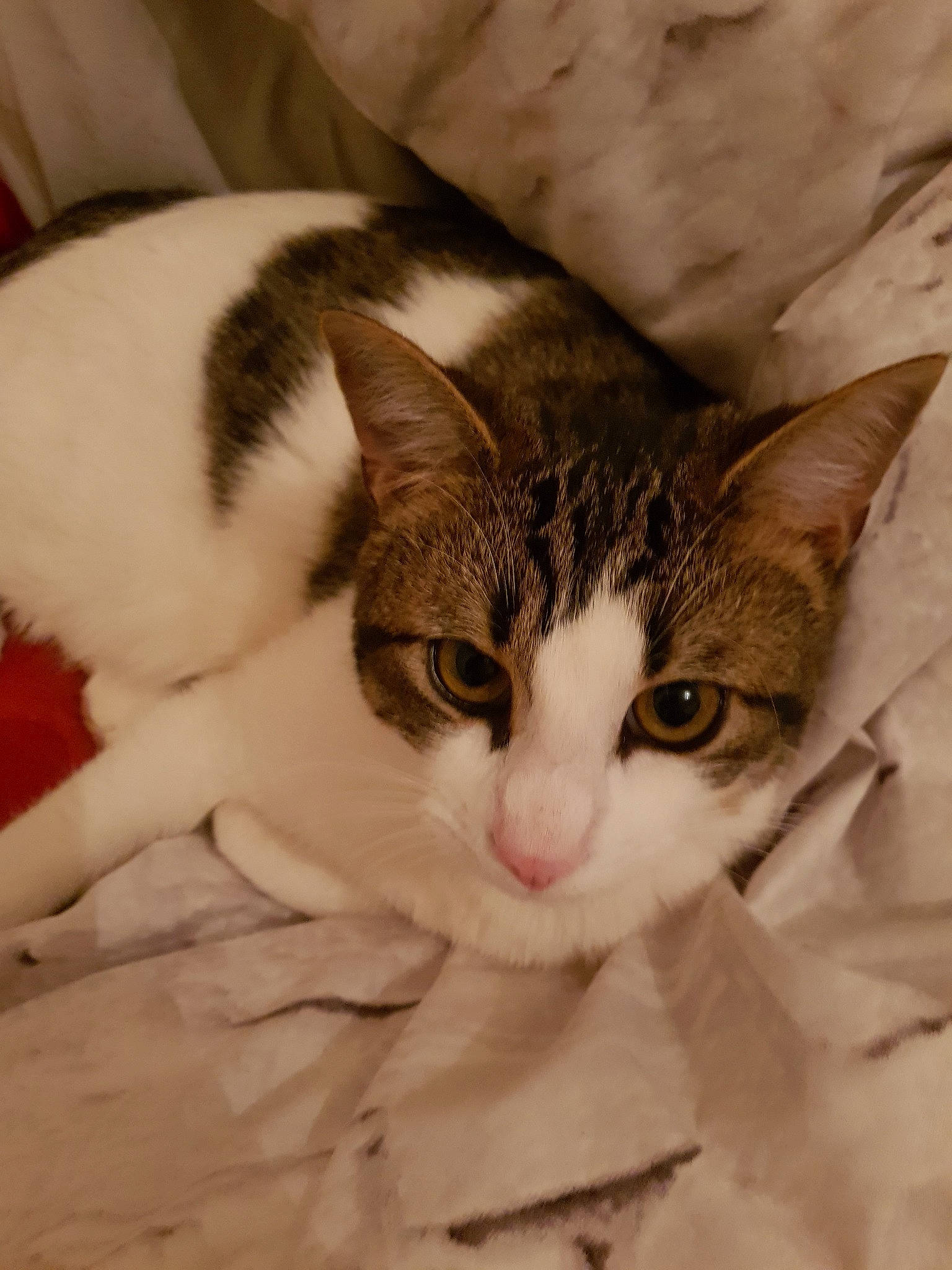 Pepito participe au concours pour gagner de l'argent avec cette photo : aegean_cat, american_wirehair, arabian_mau, asian, carnivore, cat, domestic_short_haired_cat, ear, european_shorthair, eye, felidae, fur, kitten, mammal, small_to_medium_sized_cats, tabby_cat, whiskers