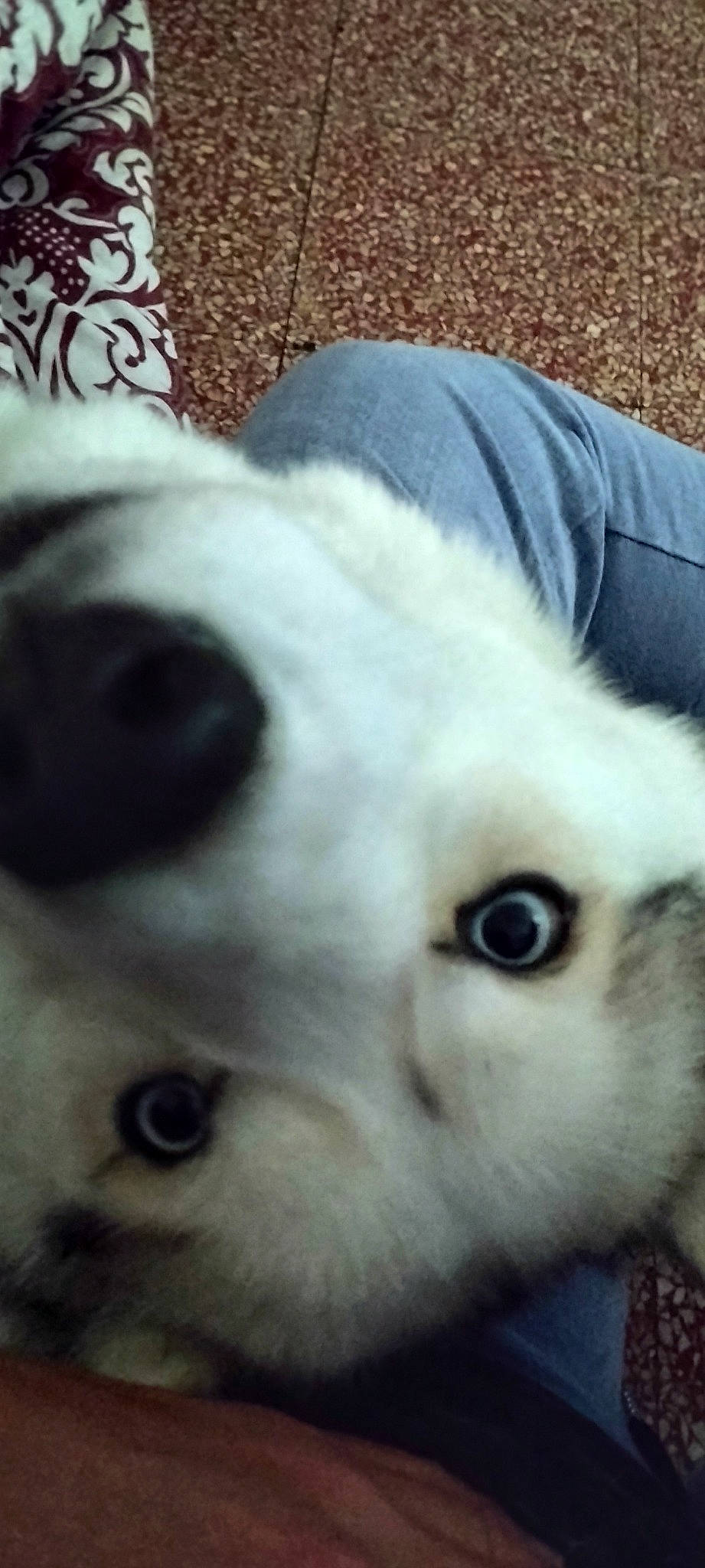 Mila participe au concours pour gagner de l'argent avec cette photo : carnivore, cloud, companion_dog, dog, dog_breed, ear, eye, eyelash, fawn, felidae, fur, japanese_spitz, nose, paw, puppy_love, snout, sporting_group, toy_dog, whiskers, working_animal