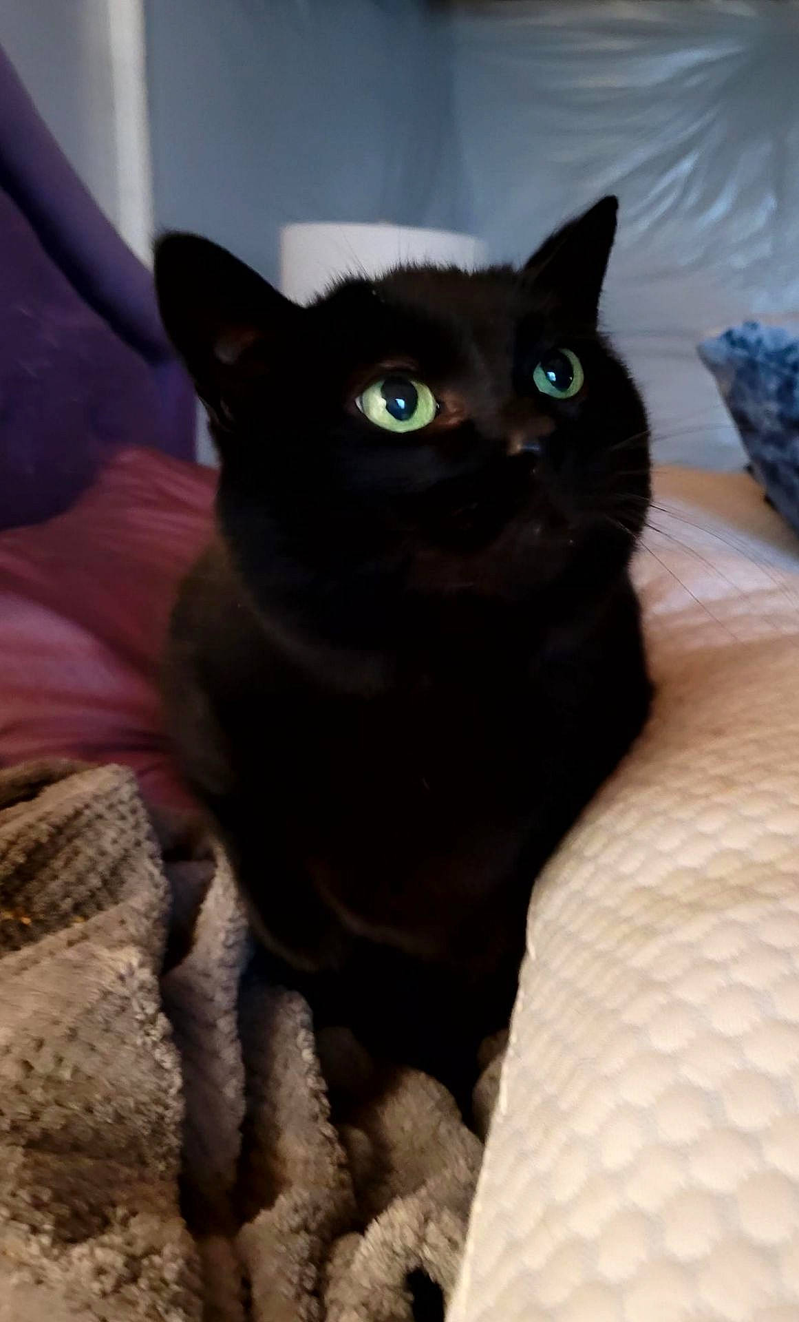 Bella