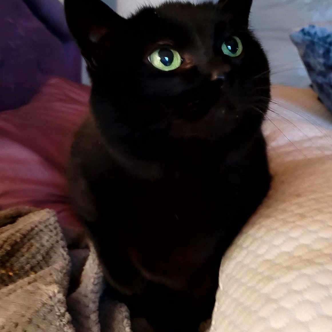 Bella