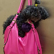 Sayde Girl is registered to the contest to win money with this photo: bag, carnivore, collar, companion_dog, dog, dog_breed, dog_collar, dog_supply, fashion_accessory, fashion_design, fawn, fur, liver, luggage_and_bags, magenta, natural_material, pet_supply, pink, shoulder_bag, working_animal
