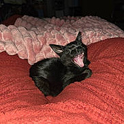 Loki is registered to the contest to win money with this photo: cat, black_cat, yawning, open_mouth, teeth, pink_tongue, pointed_ears, fur, lying_down, bed, blanket, red_blanket, pink_blanket, bedroom, indoors, flash_photography, dark_background, pet, funny_expression, date_stamp