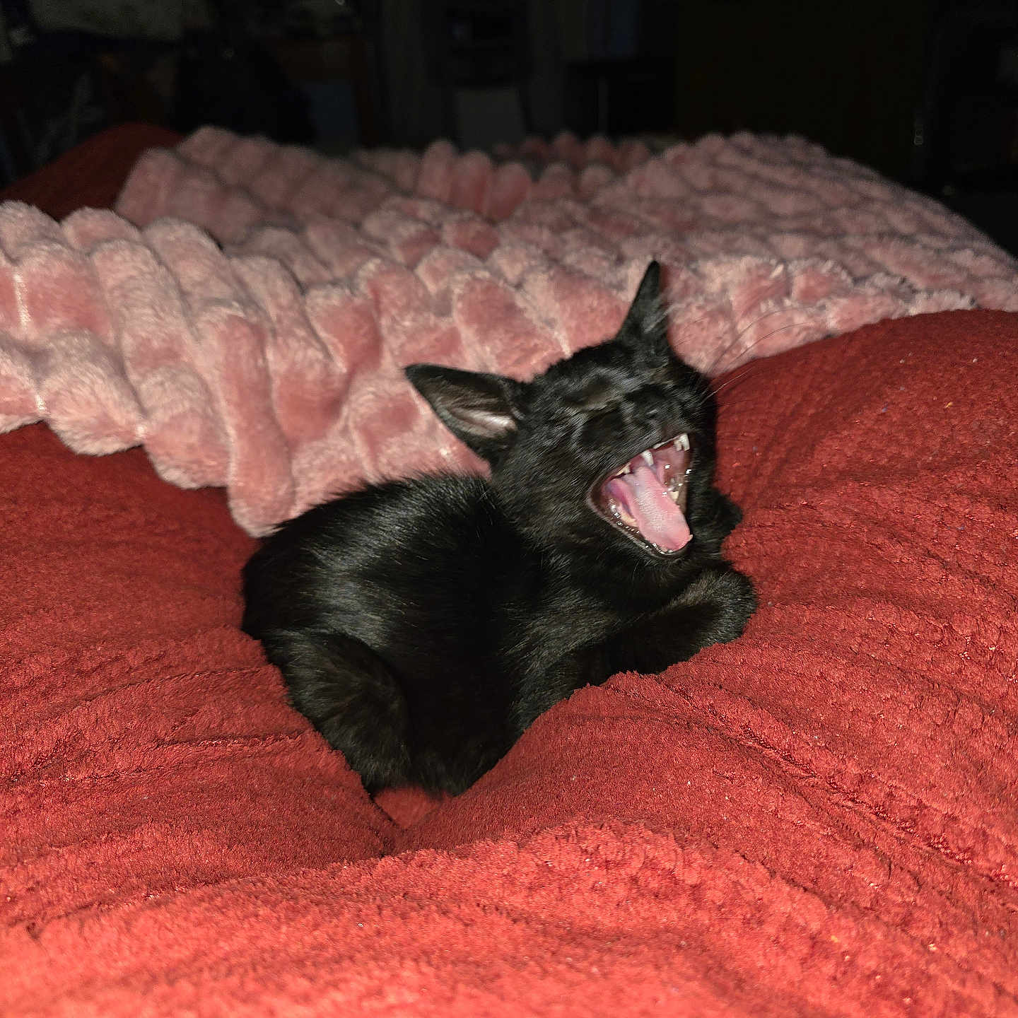 Loki is registered to the contest to win money with this photo: cat, black_cat, yawning, open_mouth, teeth, pink_tongue, pointed_ears, fur, lying_down, bed, blanket, red_blanket, pink_blanket, bedroom, indoors, flash_photography, dark_background, pet, funny_expression, date_stamp