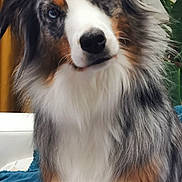 Oslo participe au concours pour gagner de l'argent avec cette photo : dog, australian_shepherd, blue_eyes, fluffy, indoor, plant, blanket, curious, pet, animal, fur, sitting, cozy, canine, portrait, domestic, companion, head_tilt, brown, white