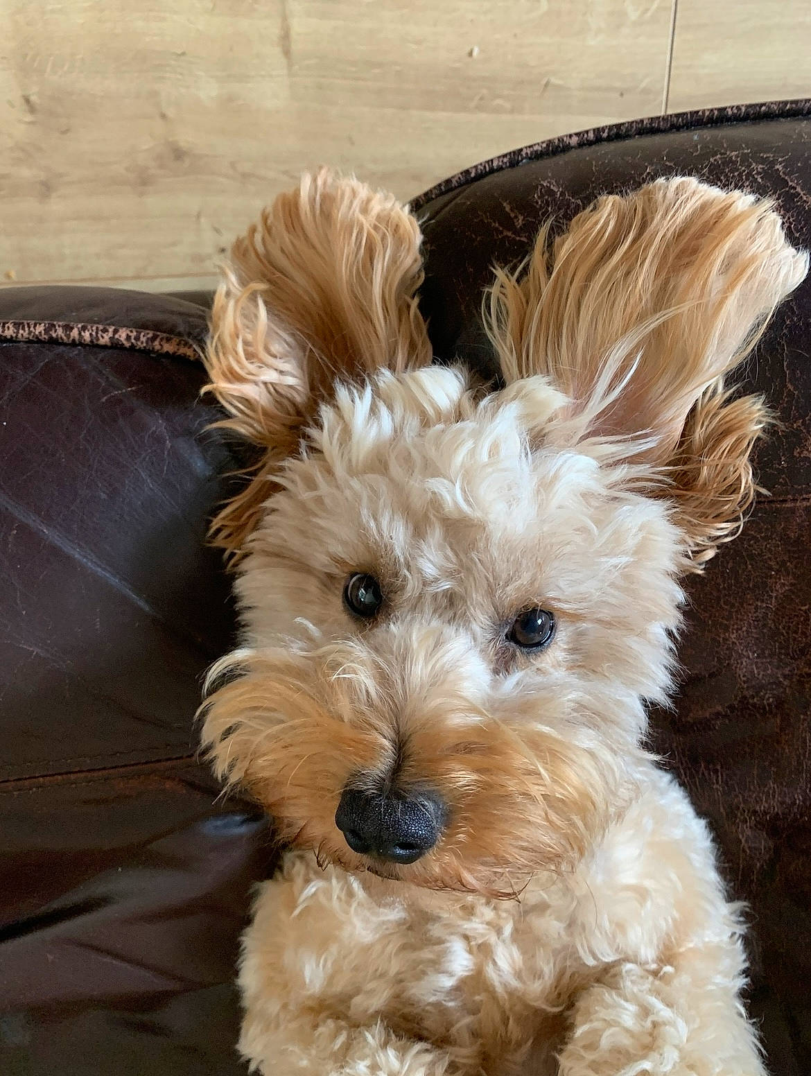 Lulu is registered to the contest to win money with this photo: biewer_terrier, canidae, carnivore, companion_dog, dog, dog_breed, dog_supply, fur, maltepoo, non_sporting_group, puppy, small_terrier, snout, sporting_group, terrestrial_animal, terrier, toy_dog, working_animal, yorkipoo, yorkshire_terrier