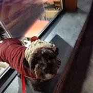 Luca participe au concours pour gagner de l'argent avec cette photo : dog, pet, indoor, clothing, coat, hat, knitted_hat, red_coat, leash, window, reflection, furniture, floor, small_dog, animal, cute, winter_clothing, portrait, brown_dog, companion