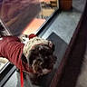 dog, pet, indoor, clothing, coat, hat, knitted_hat, red_coat, leash, window, reflection, furniture, floor, small_dog, animal, cute, winter_clothing, portrait, brown_dog, companion