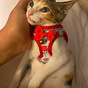 Sasha joined the competition — help win amazing prizes! cat, calico, pet, animal, feline, harness, red_bow, bell, hand, white_blanket, cute, domestic_animal, resting, fur, whiskers, ears, paws, close_up, indoor, soft_lighting