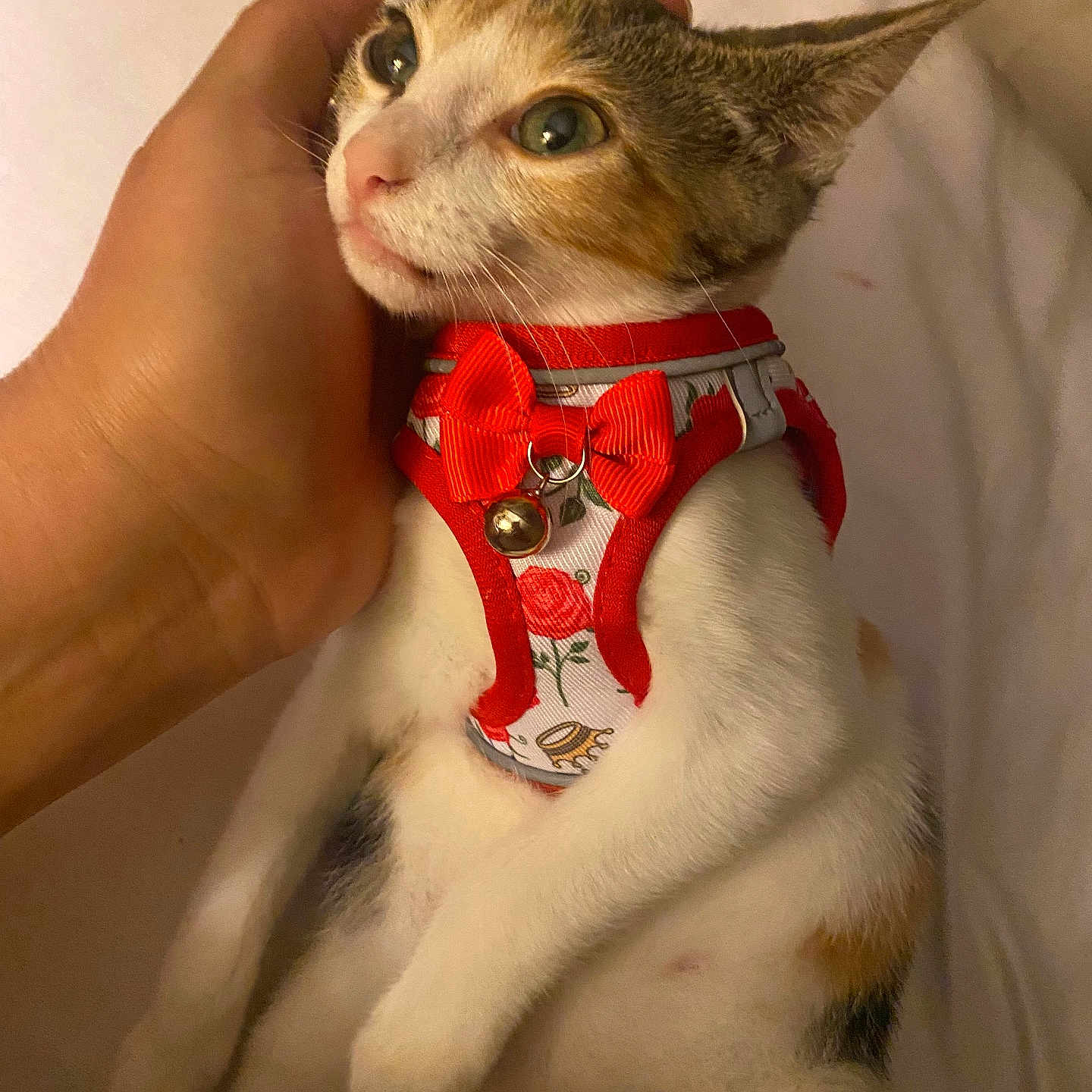 Sasha joined the competition — help win amazing prizes! animal, bell, calico, cat, close_up, cute, domestic_animal, ears, feline, fur, hand, harness, indoor, paws, pet, red_bow, resting, soft_lighting, whiskers, white_blanket