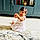 Adya