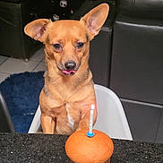 Puffy participe au concours pour gagner de l'argent avec cette photo : animal, birthday_candle, black_countertop, brown_dog, celebration, chair, cozy, cute, dog, food, furniture, indoor, living_room, muffin, pet, pet_celebration, small_dog, table, tongue_out, waiting