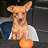 animal, birthday_candle, black_countertop, brown_dog, celebration, chair, cozy, cute, dog, food, furniture, indoor, living_room, muffin, pet, pet_celebration, small_dog, table, tongue_out, waiting