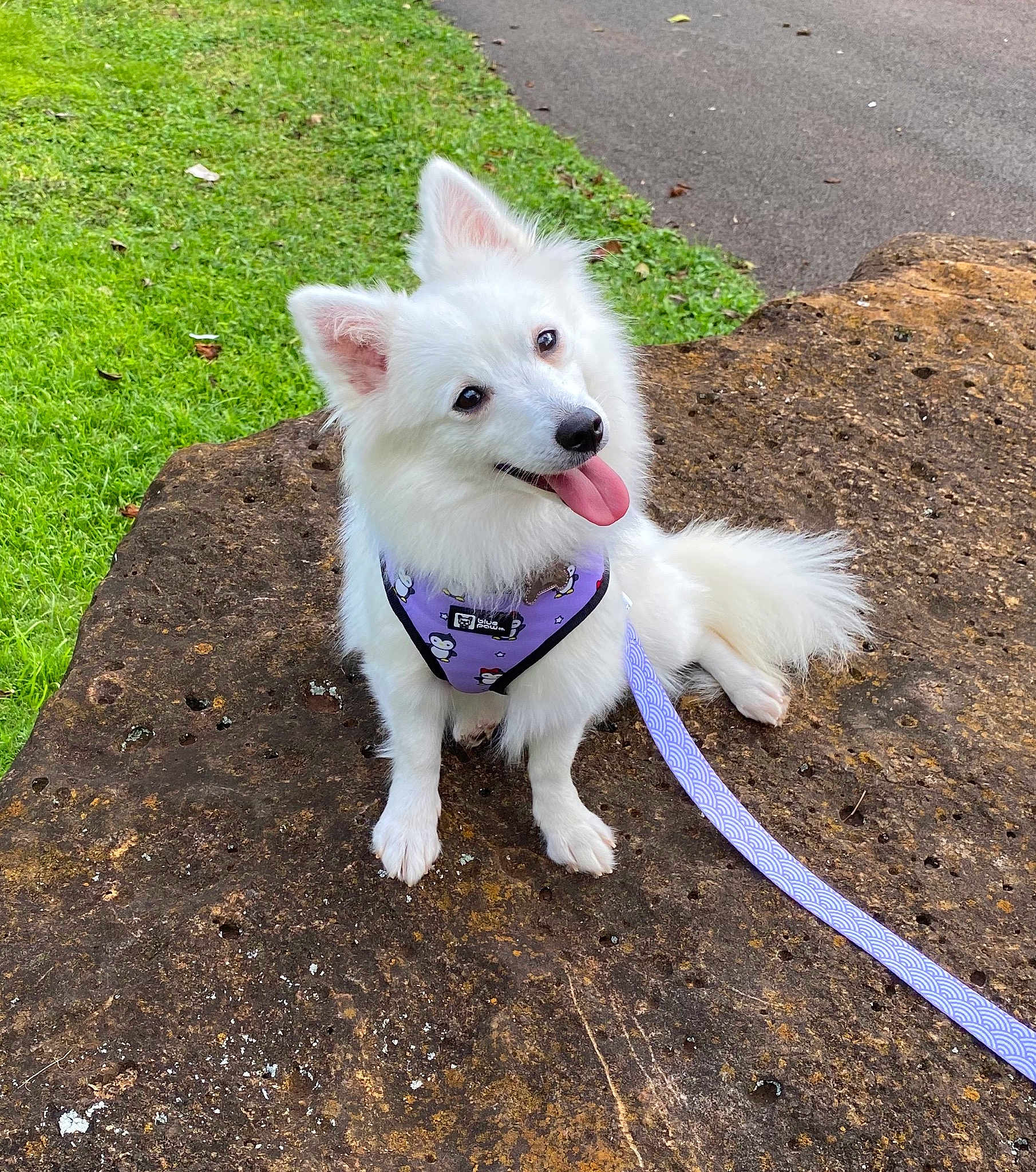 Kiko